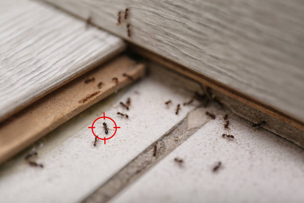Best Local Pest Control Services  in Mansfield, MO